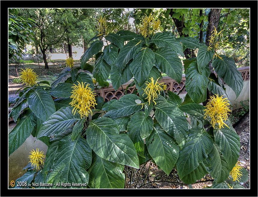 Orto_Botanico_HDR_ (14).jpg